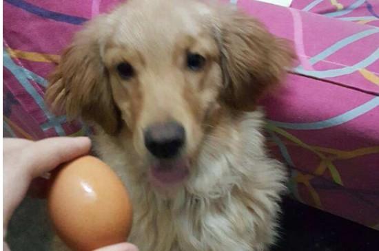 金毛可以吃鸡蛋吗,两个月的金毛可以吃鸡蛋吗,一岁金毛能吃一整个鸡蛋吗？