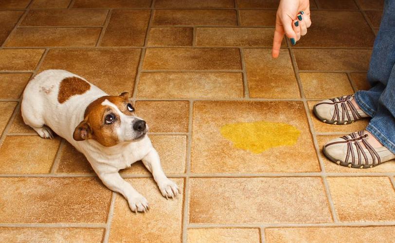 狗狗怎么训练拉屎,狗狗怎么训练拉屎拉尿,如何培养狗狗自觉的在厕所拉大便的习惯？