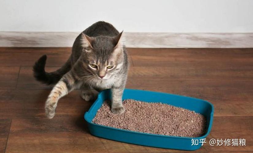 猫为什么乱拉屎,猫为什么乱拉屎拉尿不在猫砂盆里,如何解决猫乱拉屎问题？