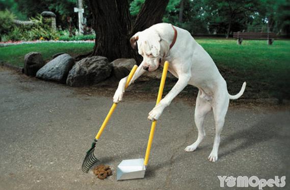 狗狗拉屎怎么清理,狗狗拉屎怎么清理干净,如何处理狗的粪便？
