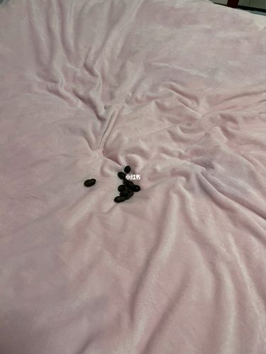 猫在床上拉屎预示着什么,猫在床上拉屎预示着什么迷信,猫咪为什么在床上便便?有什么解决办法？