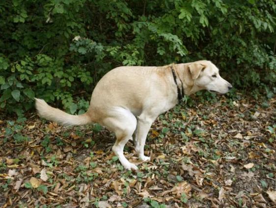 怎么训练狗拉屎,怎么训练狗拉屎在一个地方,怎么锻炼狗狗去固定地方拉屎撒尿？