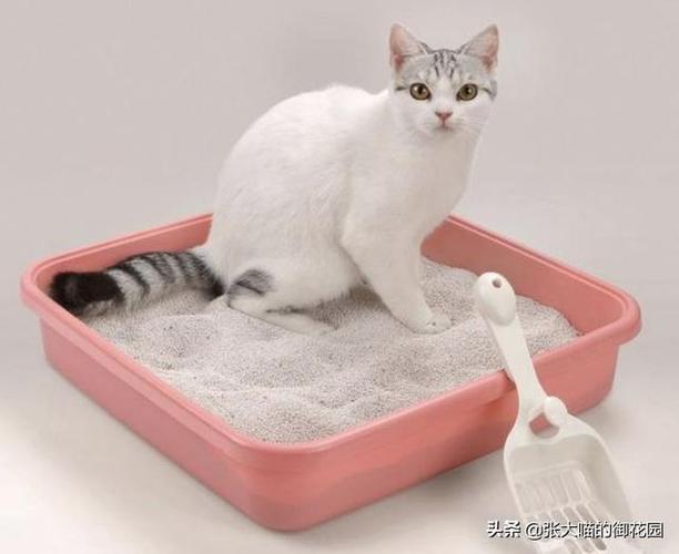 怎么让猫在猫砂里拉屎,怎么让猫在猫砂里拉屎拉尿,怎么让猫咪去猫砂上厕所？