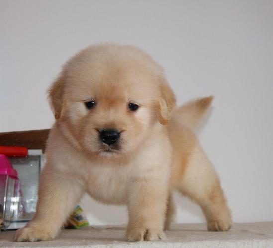 金毛幼犬的价格,金毛幼犬的价格多少钱一只,金毛幼犬一个月的样子？