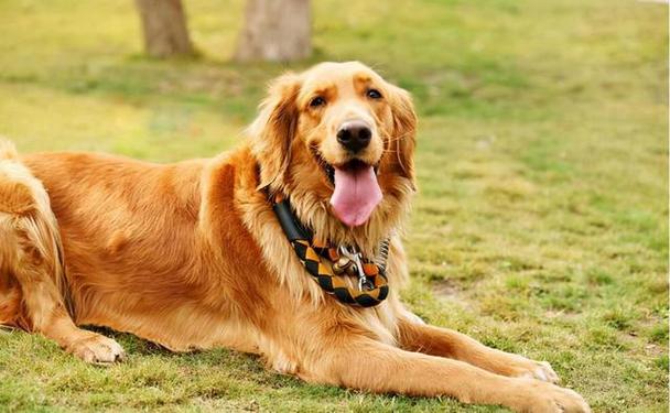 金毛好训练吗,金毛怎么训练才听话的,十个最好的金毛犬训练方法？