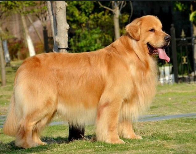 金毛体味大吗,十大最干净最好养的狗,金毛体味儿真的大吗？