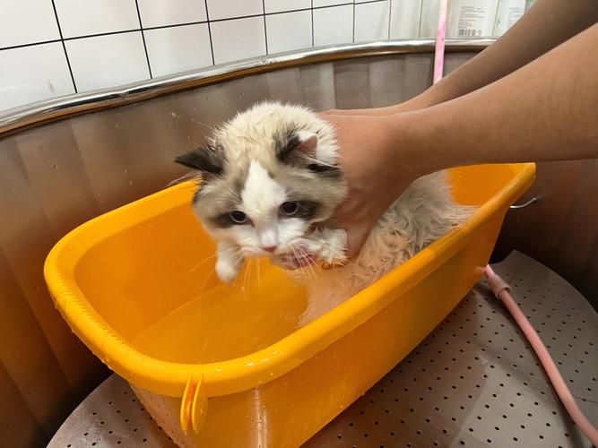猫咪怎么洗澡,猫咪怎么洗澡才正确,猫咪洗澡小妙招？