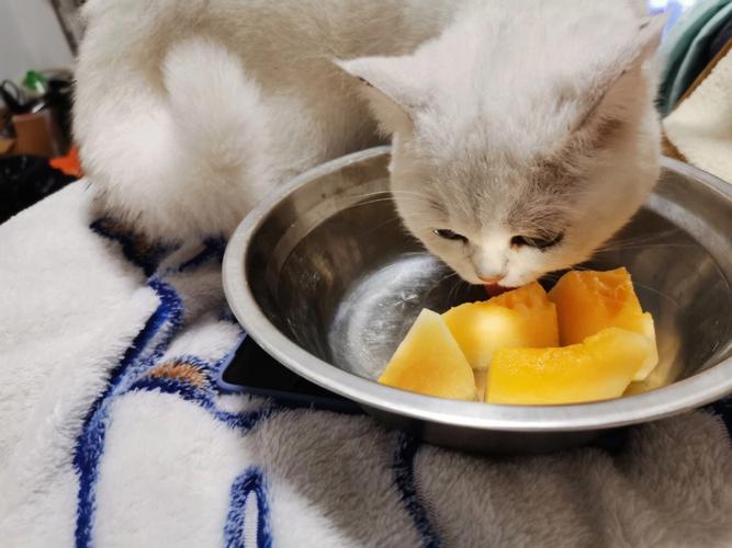 小猫咪吃什么,小猫咪吃什么食物最好,小猫咪能吃什么？