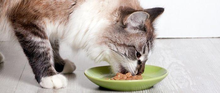 猫咪喝什么,猫咪喝什么水比较好,适合猫吃流质食物:猫咪易，消，化流食怎么做，猫咪好，消，化，流食怎么做？