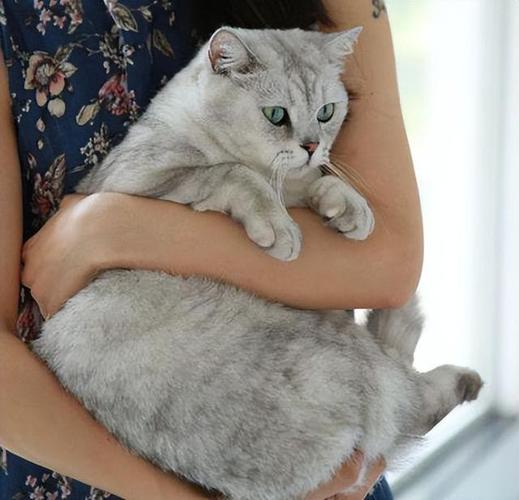 怎么抱猫咪,怎么抱猫咪它会舒服,怎么抱猫咪？