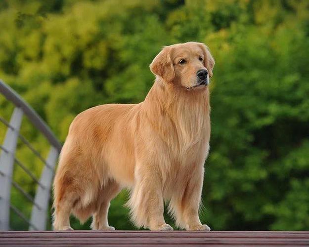 金毛是大型犬吗,金毛是大型犬吗?,金毛是大型犬还是小型犬？