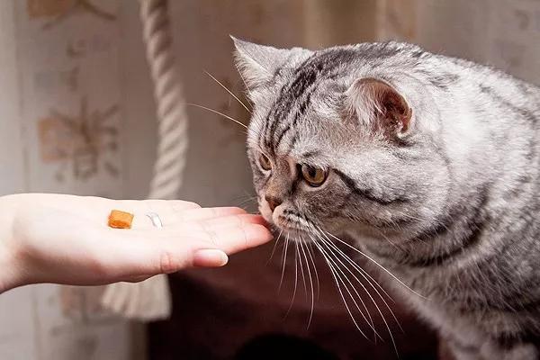 猫咪怎么喂药,猫咪怎么喂药比较好,猫咪如何喂药？