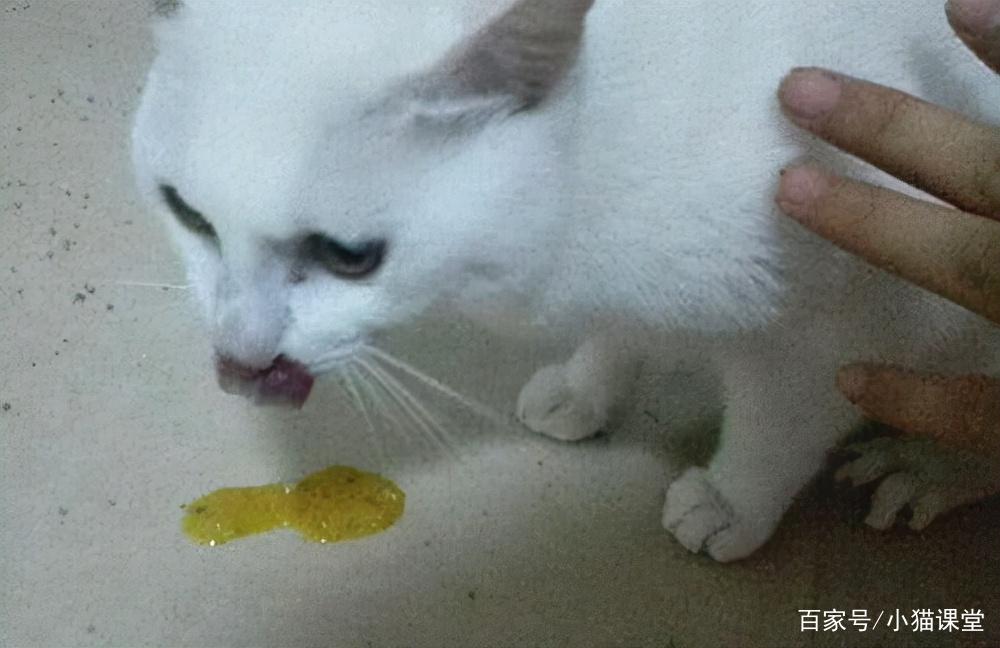 猫咪吐了怎么办,猫咪吐了怎么办黄水,小猫呕吐是怎么回事？
