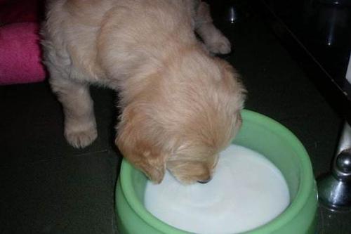 金毛可以喝纯牛奶吗,幼犬金毛可以喝纯牛奶吗,金毛幼犬能喝牛奶吗？