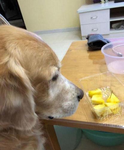 金毛能吃菠萝吗,狗狗十大禁忌水果,两岁金毛能不能吃哈密瓜、西瓜、菠萝等水果？