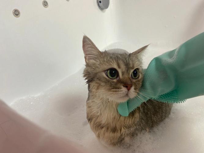 猫咪如何洗澡,猫咪如何洗澡比较安静,猫怎么洗澡？