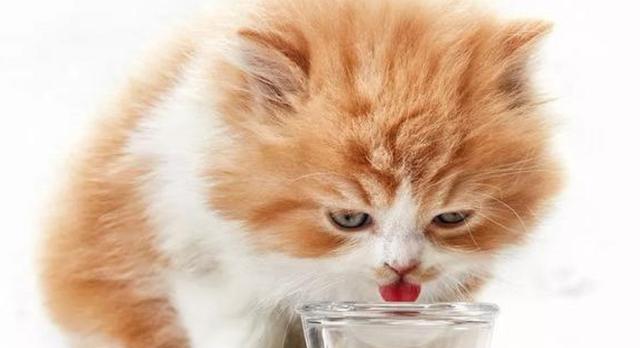 猫咪喝什么水,猫咪喝什么水比较好,猫咪喝什么水好？