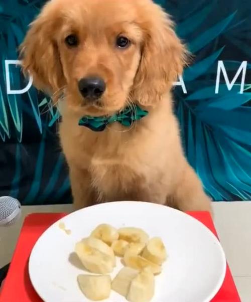 金毛可以吃香蕉吗,金毛可以吃香蕉吗?,金毛幼犬可以吃哪些水果蔬菜？
