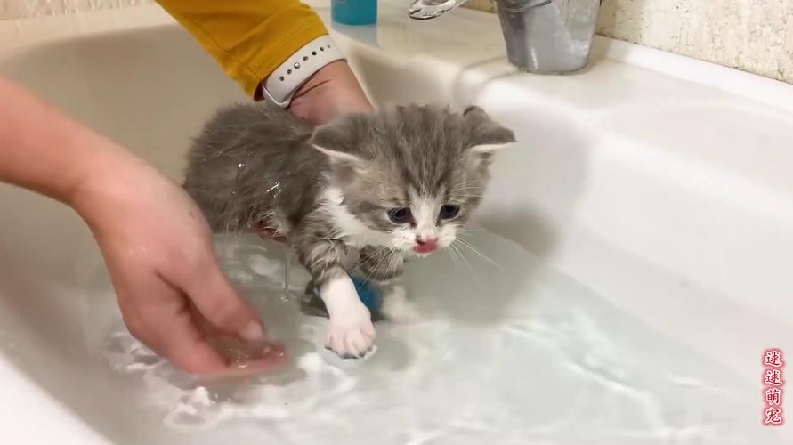 怎么给猫咪洗澡,怎么给猫咪洗澡才听话,怎么给小猫咪洗澡？