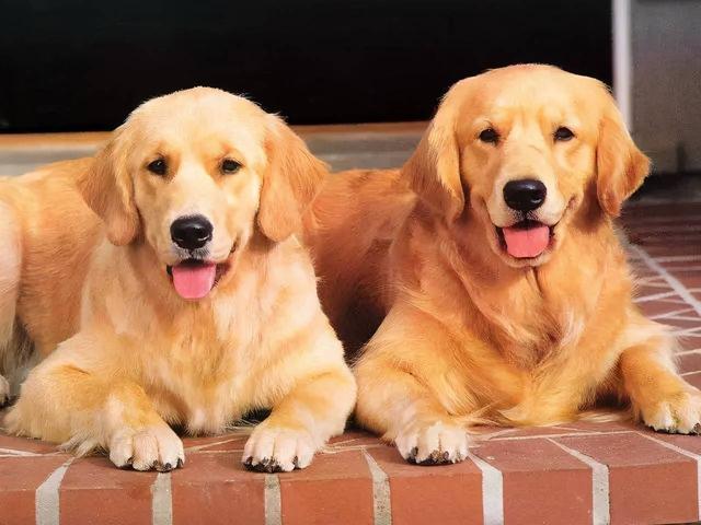 拉布拉多是金毛吗,拉布拉多是金毛吗不是,拉布拉多犬和金毛犬是同一品种吗？