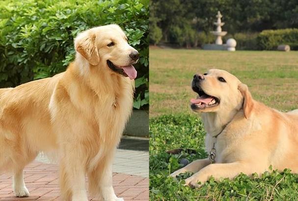金毛是不是拉布拉多,金毛是不是拉布拉多犬,金毛和拉布拉多哪个大？