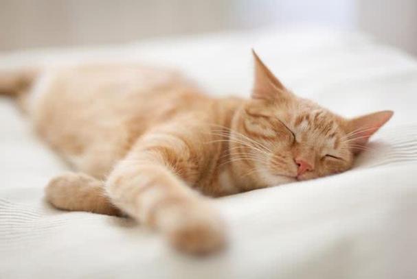 猫咪为什么喜欢睡觉,猫咪为什么喜欢睡觉蜷成团,小猫嗜睡咋办？