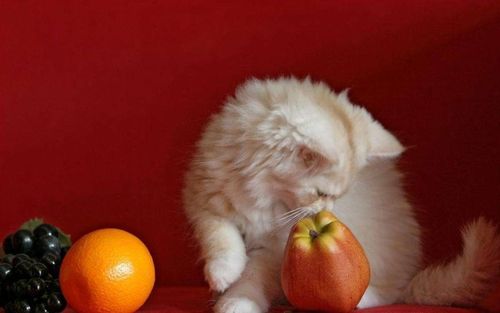 猫咪吃什么水果,猫咪吃什么水果好,猫咪可以吃哪些水果？