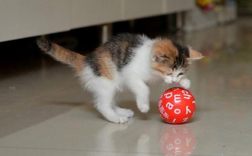 猫咪喜欢玩什么,猫咪喜欢玩什么玩具?,为什么猫那么爱玩？