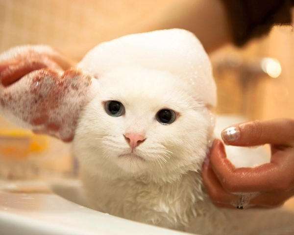 猫咪用什么洗澡,猫咪用什么洗澡洗的干净,猫用什么洗澡？