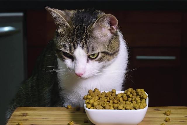 猫咪喜欢吃什么,猫咪喜欢吃什么食物除了猫粮,猫喜欢吃什么？