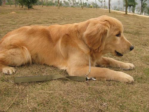 金毛大型犬还是中型犬,金毛大型犬还是中型犬好养,站高1。5米的金毛，算是中型犬还是大型犬呢？