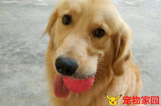 金毛能不能吃草莓,金毛能不能吃草莓叶子,狗狗的舌头颜色像巧克力色足怎么回事？