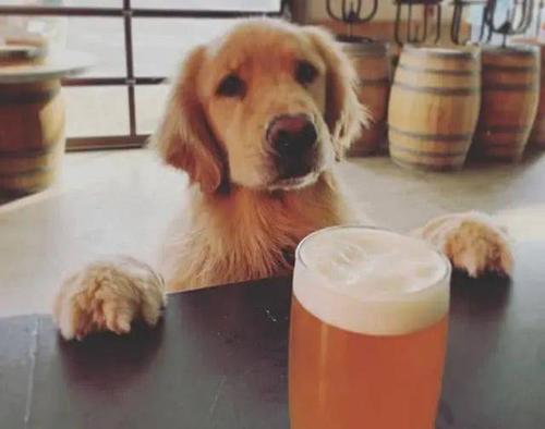 金毛可以喝啤酒吗,金毛可以喝啤酒吗为什么,小狗喝酒会不会死？