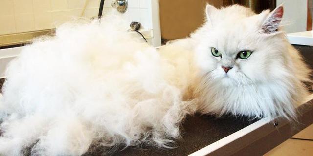 猫咪掉毛严重怎么办,夏季猫咪掉毛严重怎么办,猫咪掉毛严重解决方法？
