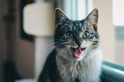 猫咪为什么老是叫,猫咪为什么老是叫个不停,小猫一直咕噜咕噜的叫是怎么回事？