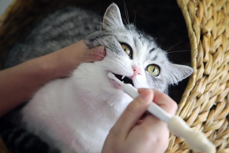 猫咪如何刷牙,猫咪如何刷牙视频教程,猫咪咋刷牙？