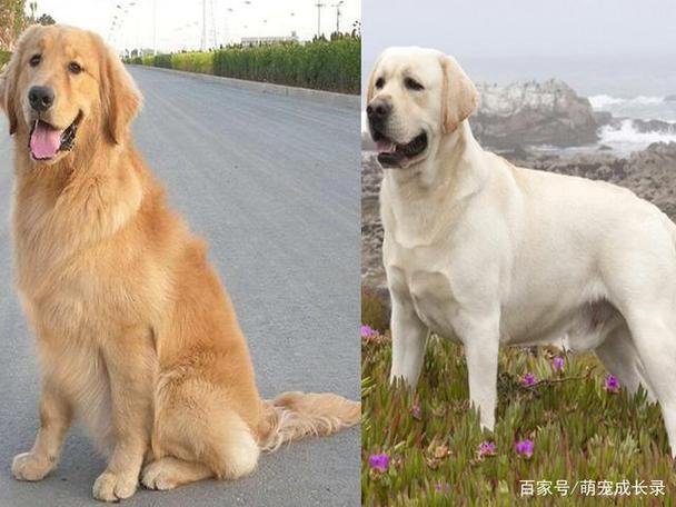 拉布拉多大还是金毛大,拉布拉多大还是金毛大?,拉布拉多犬和金毛犬哪个大？