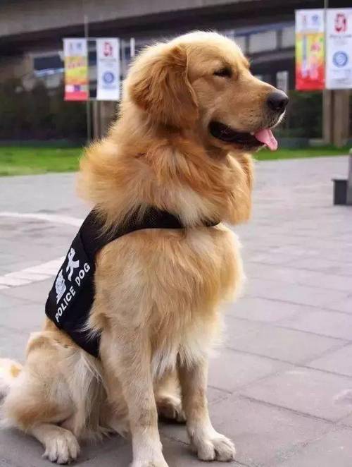 金毛可以做警犬吗,金毛犬最怕什么,怎么把一只普通的狗训练成一只警犬？