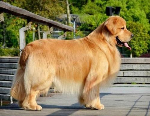 金毛算不算大型犬,金毛算不算大型犬类,金毛是大型犬还是小型犬？