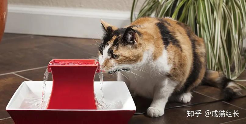 猫咪一天喝多少水,猫咪一天喝多少水是正常,猫一天喝多少水？