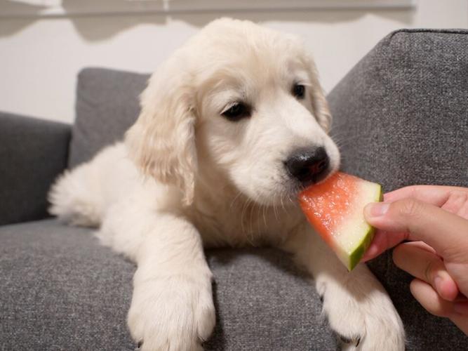 金毛幼犬能吃西瓜吗,狗最爱吃的10种水果,金毛幼犬可以吃苹果吗？