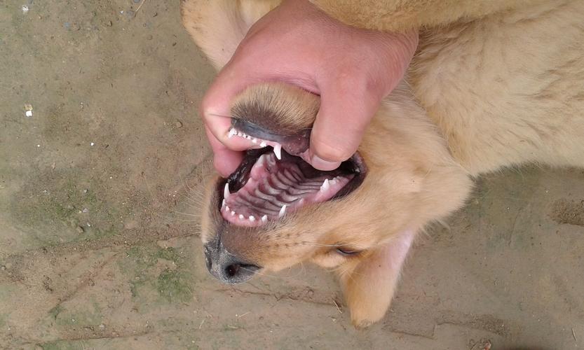 金毛换牙期是几个月,金毛换牙期是几个月开始,金毛幼犬的磨牙期有多久？