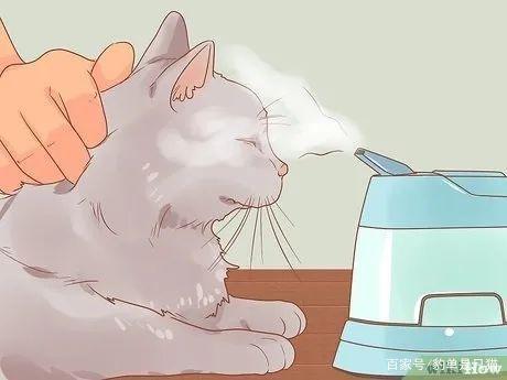 猫咪鼻子干怎么办,猫咪鼻子干怎么办 加湿器,猫猫鼻头干怎么办？