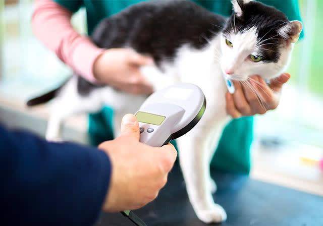 猫咪怎么测体温,猫咪怎么测体温在家,测量猫的体温简单方法？