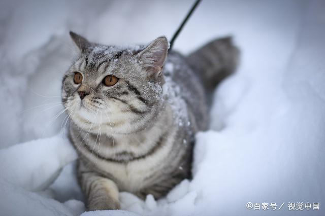 猫咪为什么怕冷,猫咪为什么怕冷不怕热,猫咪有一身毛为什么还怕冷？