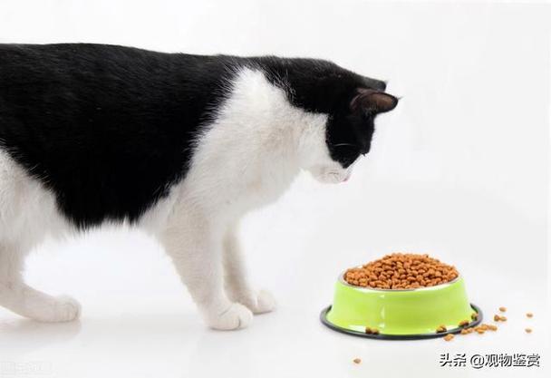 猫咪如何减肥,猫咪如何减肥最有效,减肥猫粮真的有用吗？