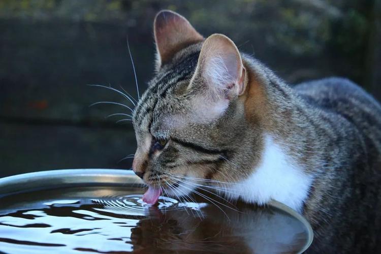 猫咪为什么不喝水,猫咪为什么不喝水怎么办,猫咪不怎么喝水怎么办？