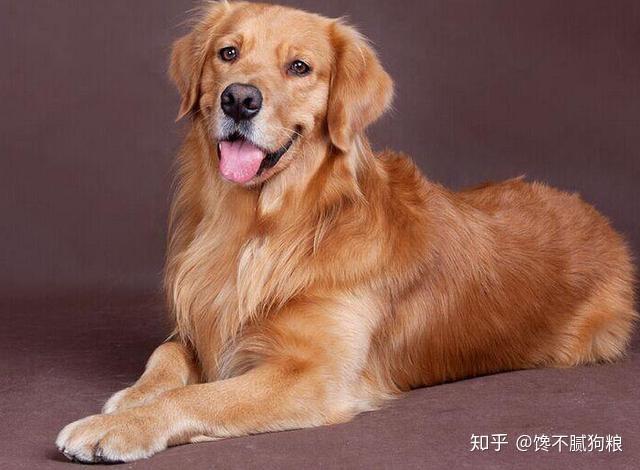黄金猎犬是金毛吗,黄金猎犬是金毛吗图片,黄金猎犬和金毛的区别？
