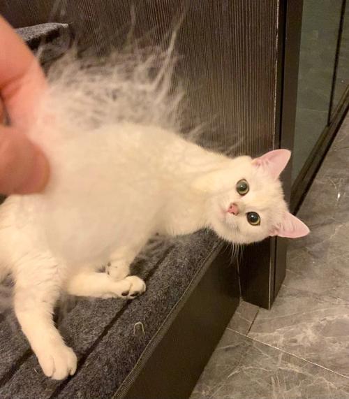 猫咪为什么会掉毛,猫咪为什么会掉毛严重,猫为什么会掉毛？