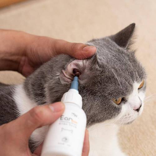 猫咪耳螨怎么清理,猫咪耳螨怎么清理干净,如何给猫除耳螨？